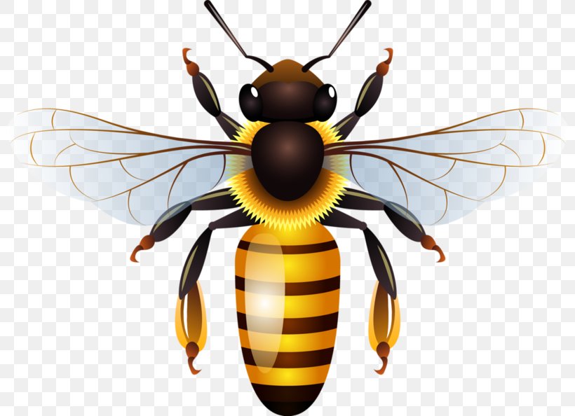 Western Honey Bee Vector Graphics Beehive Honeycomb, PNG, 800x594px, Bee, Arthropod, Beehive, Bumblebee, Carpenter Bee Download Free