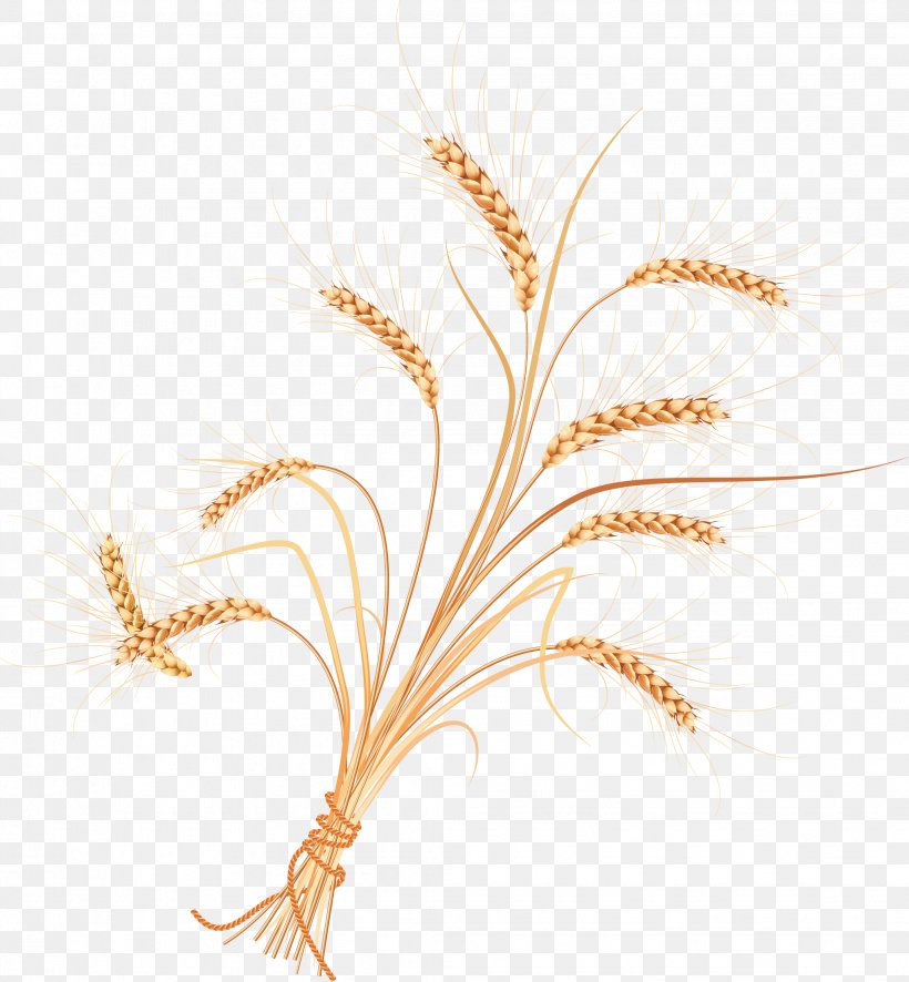 Adobe Illustrator Illustration, PNG, 2043x2209px, Drawing, Cartoon, Chart, Commodity, Grass Family Download Free