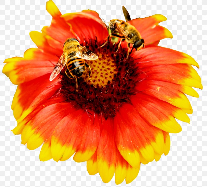 Honey Bee Nectar, PNG, 1709x1550px, Honey Bee, Animation, Bee, Black Locust, Blanket Flowers Download Free