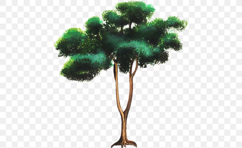 Allspice Pepper Pine Family Leaf Tree, PNG, 750x502px, Allspice, Abaksiaalsus, Capsicum Annuum, Centimeter, Conifer Download Free