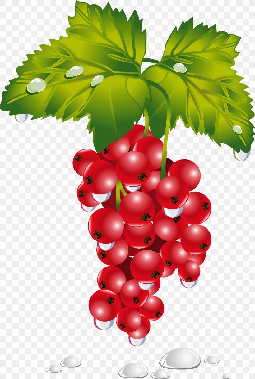 Common Grape Vine Zante Currant Redcurrant Berries Fruit, PNG, 2542x3783px, Common Grape Vine, Berries, Berry, Blackcurrant, Currant Download Free