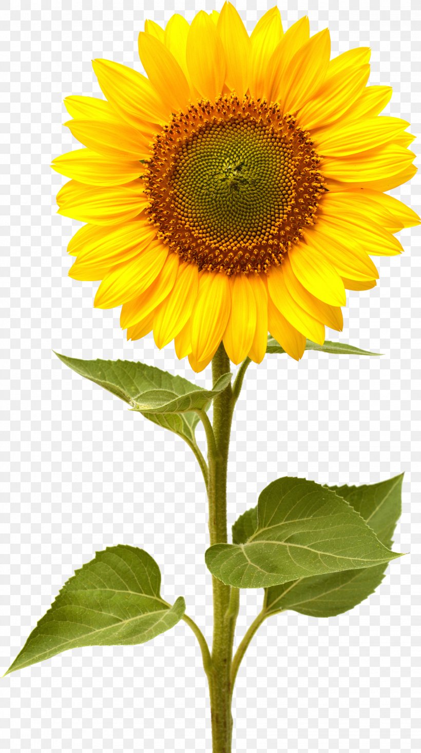 Common Sunflower, PNG, 1956x3502px, Common Sunflower, Annual Plant, Asterales, Daisy Family, Display Resolution Download Free