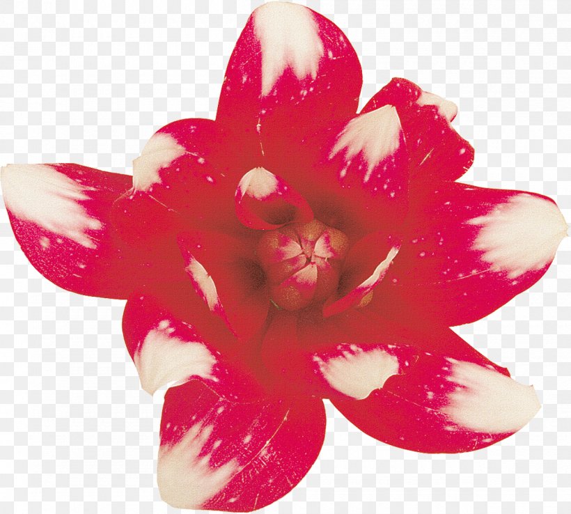 Cut Flowers Petal Lilium, PNG, 1200x1081px, 219 Aspect Ratio, Flower, Chrysanthemum, Cut Flowers, Flowering Plant Download Free