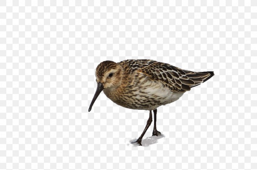 Dunlin Goose Cygnini Dowitchers Duck, PNG, 1600x1060px, Dunlin, Beak, Bird, Calidrid, Charadriiformes Download Free