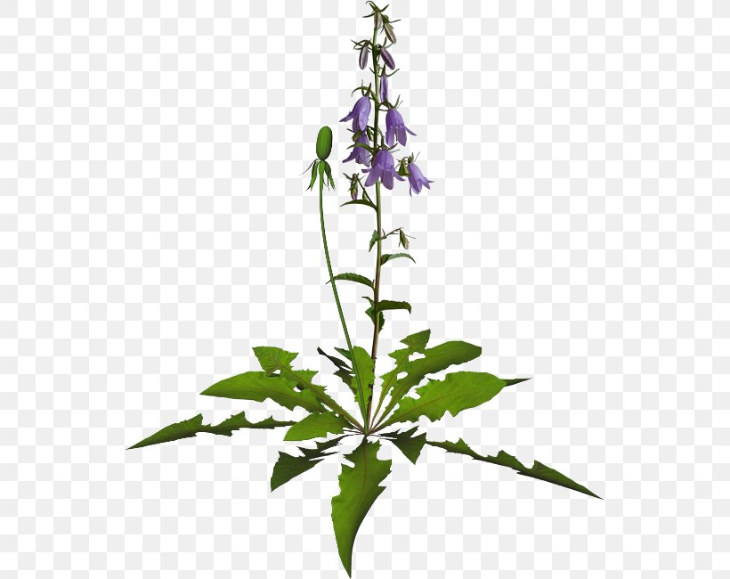Flower Purple Violet Clip Art, PNG, 539x650px, Flower, Bellflower Family, Flower Bouquet, Flowering Plant, Herb Download Free