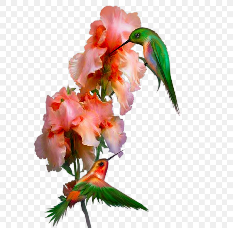 Flower Shabbat, PNG, 600x800px, Flower, Beak, Bird, Cut Flowers, Flowering Plant Download Free
