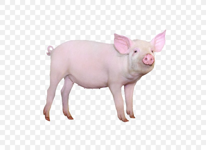 Large White Pig Gxc3xb6ttingen Minipig Hogs And Pigs Stock Photography, PNG, 600x600px, Large White Pig, Domestic Pig, Domestication Islands, Hogs And Pigs, Intensive Animal Farming Download Free