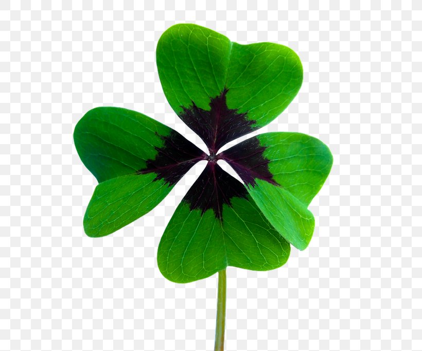 Luck Clip Art Clover Image, PNG, 620x682px, Luck, Chimney Sweep, Clover, Computer, Flower Download Free