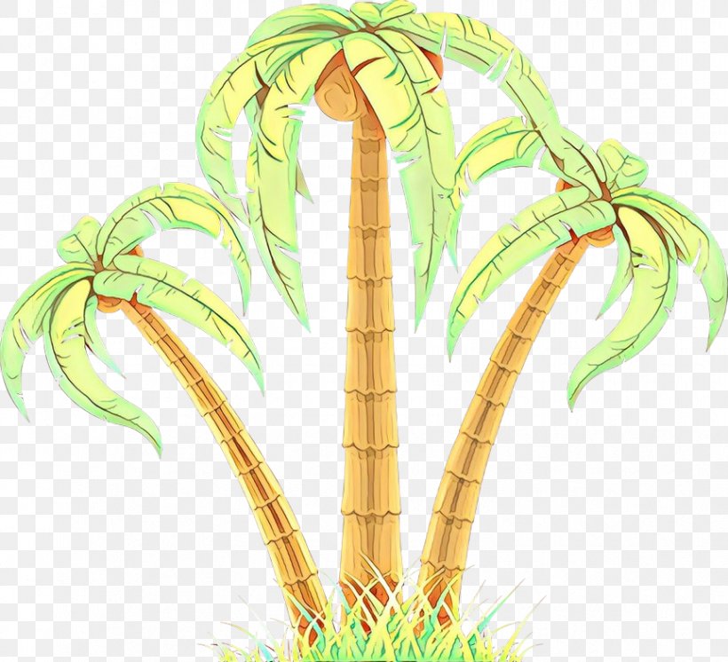 Palm Trees Plant Stem Grasses Illustration, PNG, 863x786px, Palm Trees, Botany, Flower, Grass, Grass Family Download Free