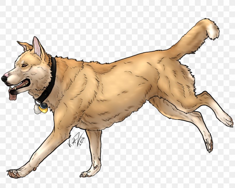 Saarloos Wolfdog Dingo Animal Dog Breed, PNG, 1000x800px, Saarloos Wolfdog, Animal, Breed, Canidae, Carnivora Download Free