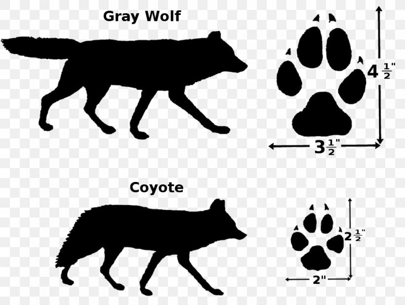 Coyote Dog Breed Whiskers Cat Cougar, PNG, 977x736px, Coyote, Animal, Animal Track, Black, Black And White Download Free