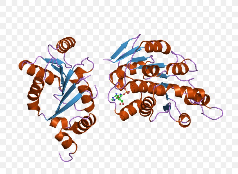 DDX3Y DDX3X DEAD Box Helicase Enzyme, PNG, 800x600px, Dead Box, Adenosine Triphosphate, Conserved Sequence, Crystal Structure, Enzyme Download Free