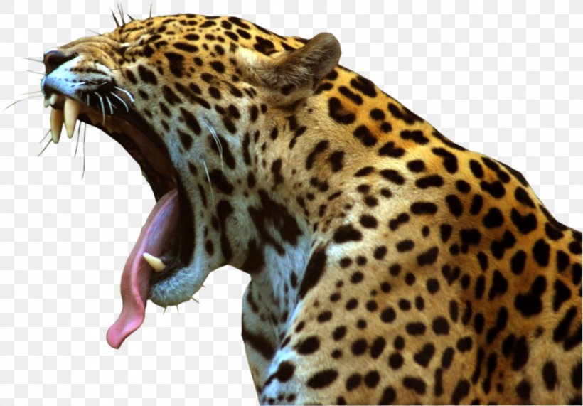 Jaguar Felidae Leopard Clip Art, PNG, 952x663px, Jaguar, Big Cat, Big Cats, Carnivoran, Cat Like Mammal Download Free