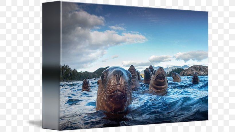 Sea Lion Picture Frames Gallery Wrap Marine Mammal, PNG, 650x461px, Sea Lion, Art, Canvas, Gallery Wrap, Inlet Download Free