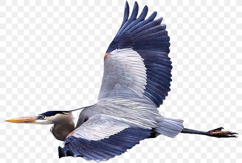 Bird Great Blue Heron Flight Mouse Fly, PNG, 800x555px, Bird, Animal, Ardea, Beak, Birdwatching Download Free