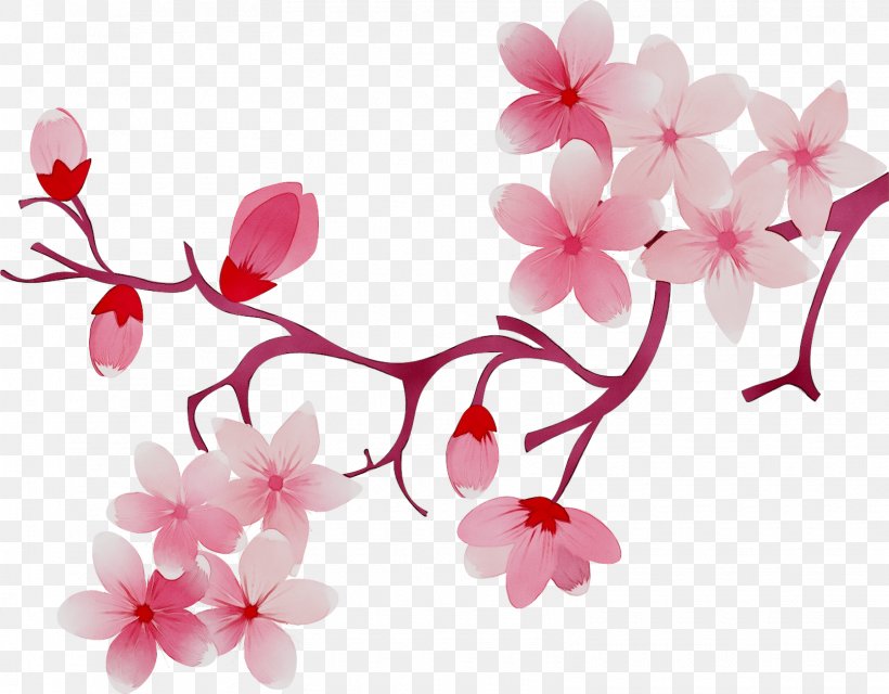 Cherry Blossom ST.AU.150 MIN.V.UNC.NR AD Flowering Plant Cherries, PNG, 1610x1258px, Blossom, Artificial Flower, Branch, Branching, Cherries Download Free