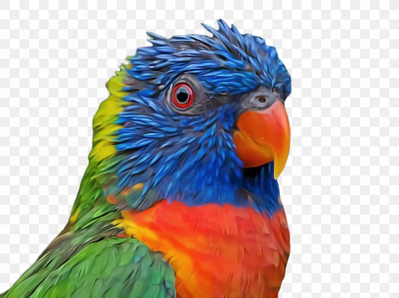 Feather, PNG, 2000x1492px, Bird, Beak, Closeup, Feather, Lorikeet Download Free