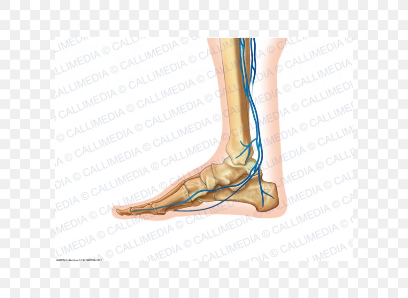 Foot Calf Ankle Arm, PNG, 600x600px, Watercolor, Cartoon, Flower, Frame, Heart Download Free