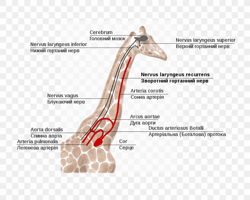 Giraffe Recurrent Laryngeal Nerve Superior Laryngeal Nerve Larynx, PNG, 1000x800px, Giraffe, Aorta, Argument From Poor Design, Arm, Brain Download Free