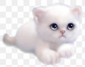 Kitten - Kitten Whiskers Burmilla Malayan Cat Persian Cat PNG