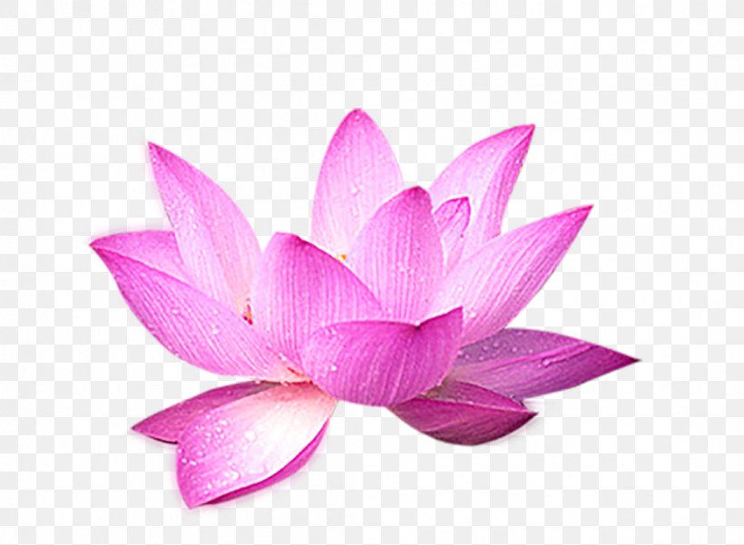 Nelumbo Nucifera Computer File, PNG, 1091x800px, Nelumbo Nucifera, Aquatic Plant, Flower, Lotus, Lotus Family Download Free