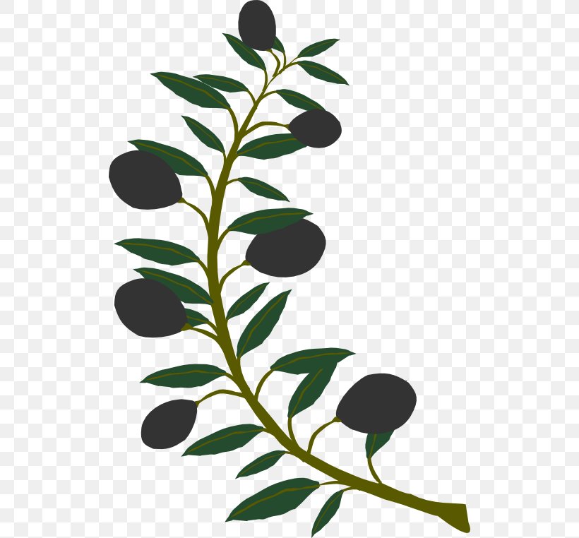 Olive Branch Clip Art, PNG, 512x762px, Olive Branch, Branch, Flowering Plant, Free Content, Fruit Download Free
