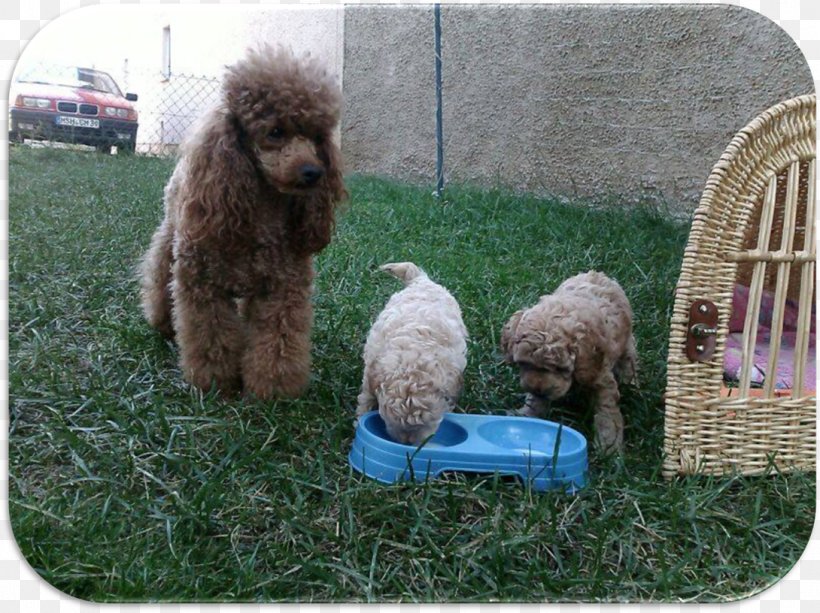 Standard Poodle Miniature Poodle Spanish Water Dog Lagotto Romagnolo, PNG, 1090x816px, Standard Poodle, American Water Spaniel, Breed, Cockapoo, Dog Download Free
