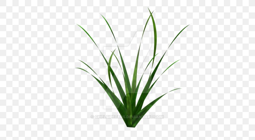 Sweet Grass Plant Stem Leaf Flower Grasses, PNG, 600x450px, Sweet Grass, Aquarium, Aquarium Decor, Flower, Flowerpot Download Free