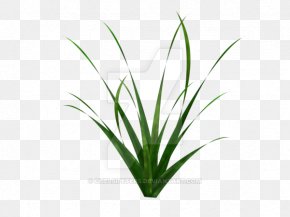 Grass Blades - Sweet Grass Plant Stem Leaf Flower Grasses PNG
