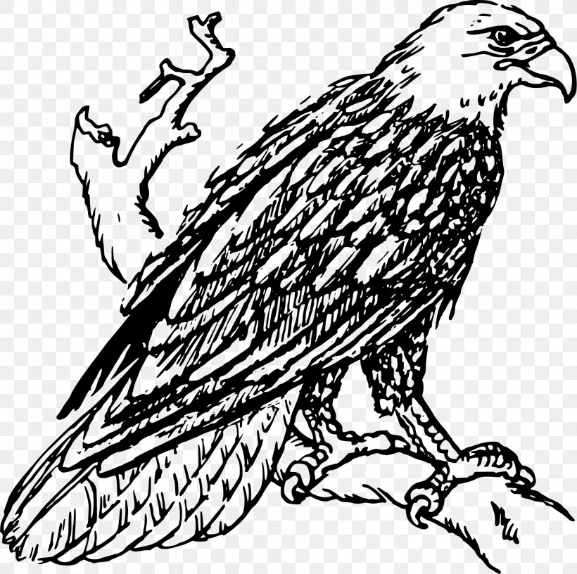 Bald Eagle Line Art Drawing Clip Art, PNG, 2000x1992px, Bald Eagle, Art, Artwork, Beak, Bird Download Free