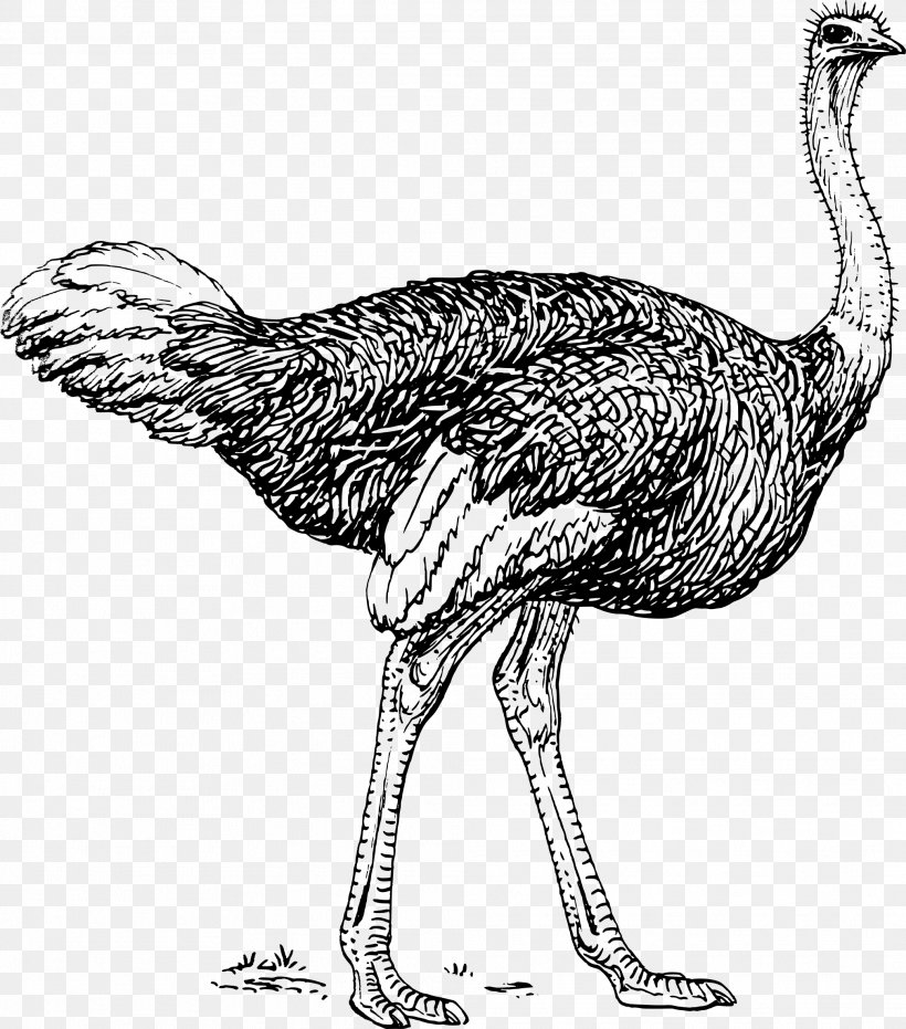 Common Ostrich Drawing Line Art Clip Art, PNG, 2023x2298px, Common Ostrich, Art, Beak, Bird, Black And White Download Free