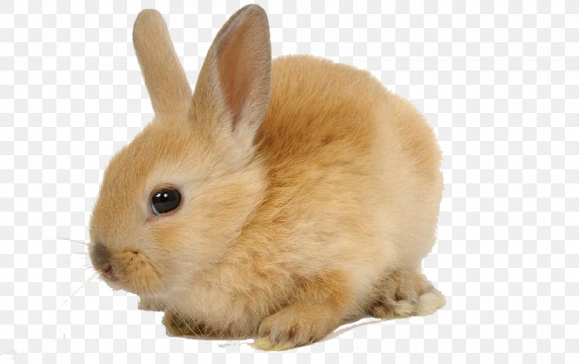 Domestic Rabbit European Rabbit Herbivore Pet, PNG, 900x567px, Domestic Rabbit, Animal, Carnivore, Chinchilla, Dwarf Rabbit Download Free