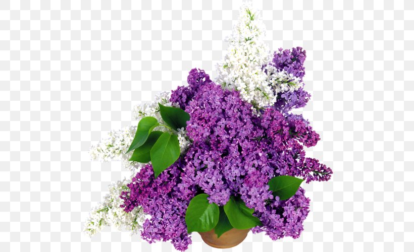 Flowerpot Cut Flowers Lilac, PNG, 500x500px, Flower, Annual Plant, Common Lilac, Cut Flowers, Floral Design Download Free