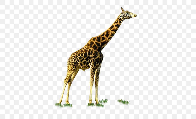 Giraffe Deer, PNG, 500x500px, Giraffe, Animal, Deer, Fauna, Giraffidae Download Free
