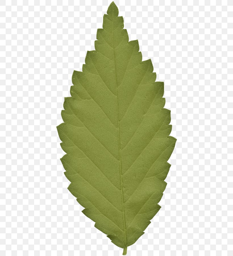 Leaf Green Gratis, PNG, 430x900px, Leaf, Color, Data Compression, Free Software, Gratis Download Free