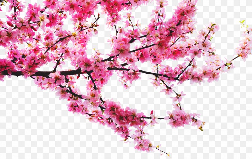 Peach Download, PNG, 1469x930px, Peach, Blossom, Branch, Cherry Blossom, Flower Download Free