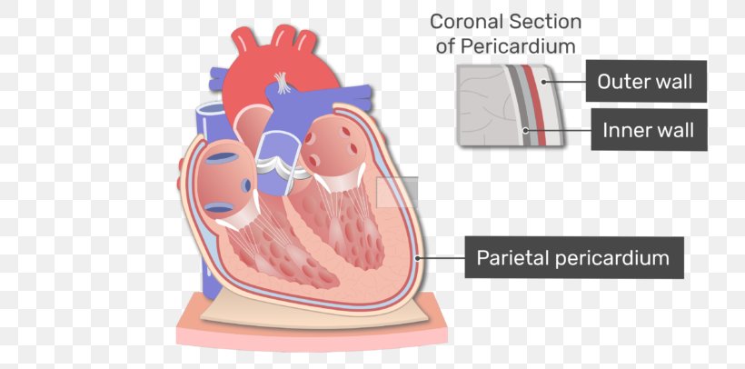 Pericardium Heart Anatomy Pericardial Cavity Mediastinum, PNG, 770x406px, Watercolor, Cartoon, Flower, Frame, Heart Download Free