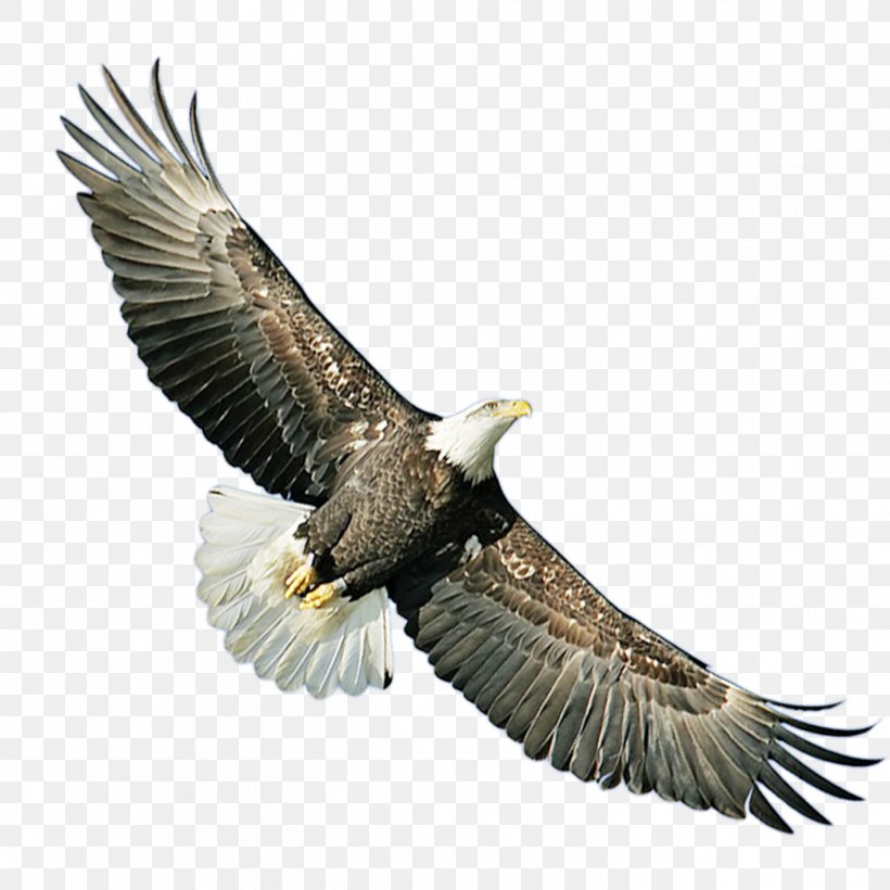 Bald Eagle Hawk Icon, PNG, 1417x1417px, Bald Eagle, Accipitriformes, Beak, Bird, Bird Of Prey Download Free