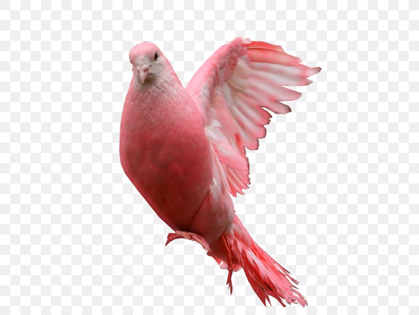 Columbidae Pink Pigeon Clip Art, PNG, 618x618px, Columbidae, Animal, Beak, Bird, Feather Download Free