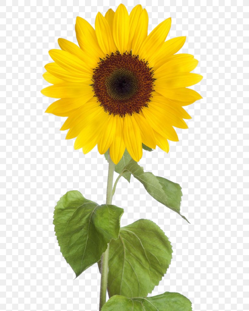 Common Sunflower Desktop Wallpaper Clip Art, PNG, 573x1024px, Common Sunflower, Annual Plant, Daisy Family, Display Resolution, Flower Download Free