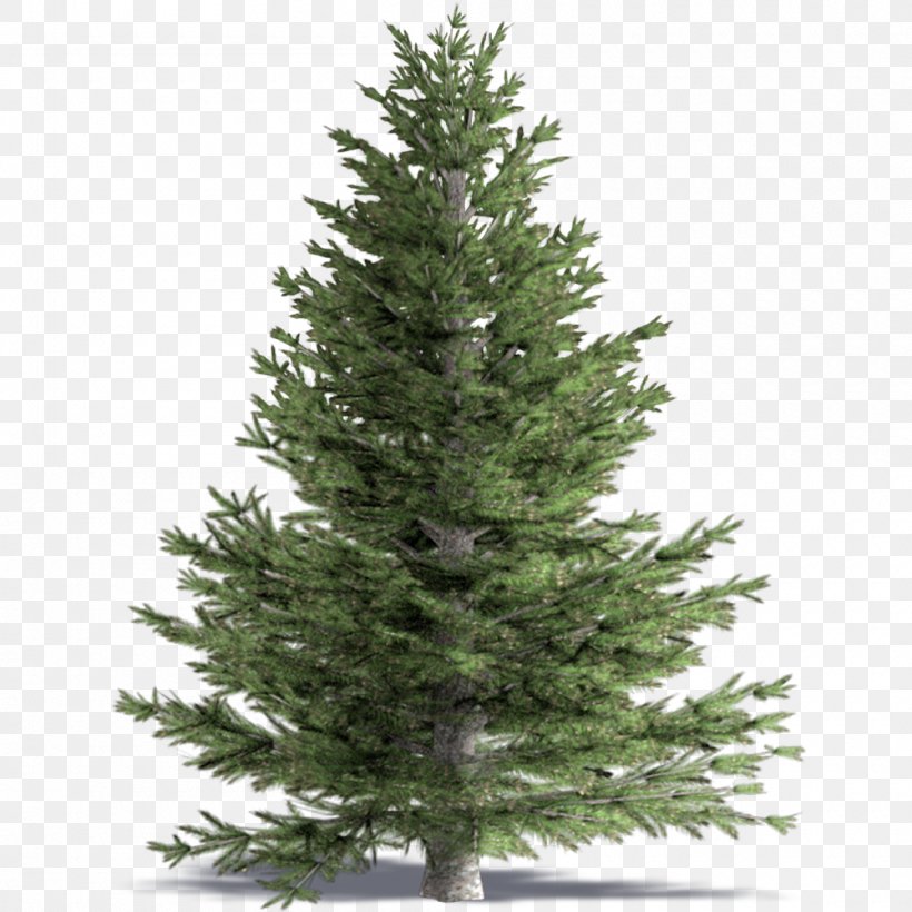 Spruce White Fir Pine Building Information Modeling False Cypress, PNG, 1000x1000px, Spruce, Archicad, Autocad Dxf, Autodesk Revit, Building Information Modeling Download Free