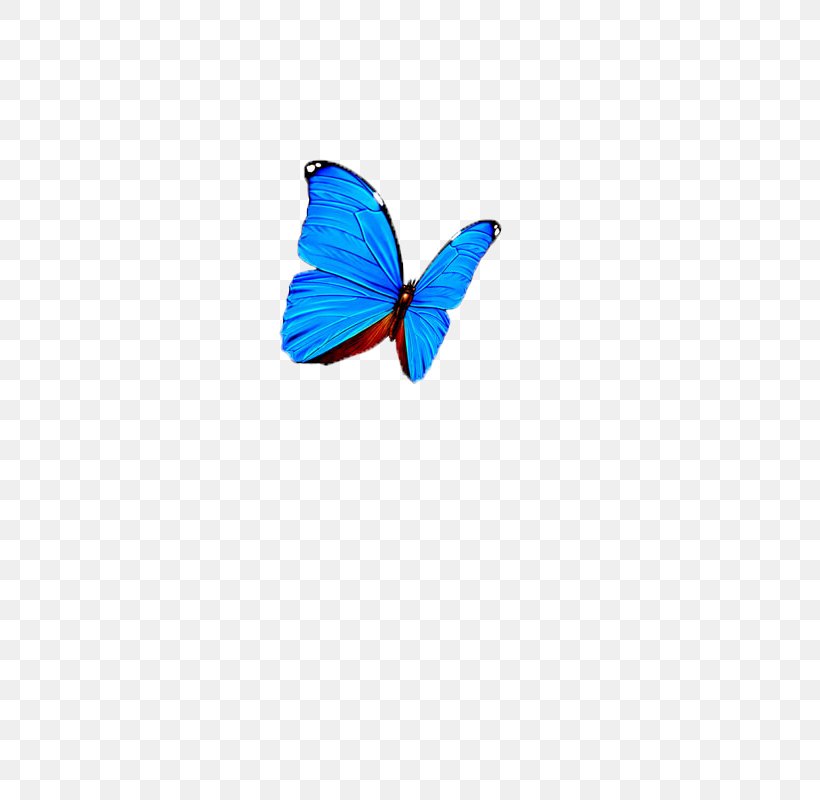 Butterfly Computer Wallpaper, PNG, 800x800px, Butterfly, Azure, Blue, Computer, Insect Download Free
