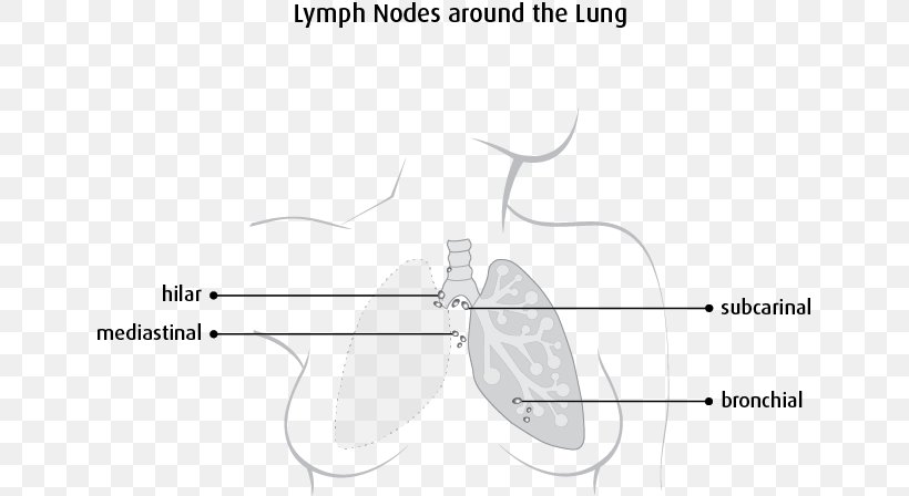 Lymph Node The Lymphatic System Mediastinum Lung, PNG, 646x448px, Watercolor, Cartoon, Flower, Frame, Heart Download Free