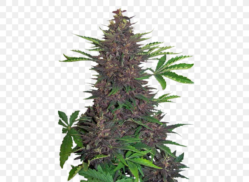 Kush Autoflowering Cannabis Seed Tetrahydrocannabinol, PNG, 525x600px, Kush, Autoflowering Cannabis, Bong, Cannabis, Cannabis Sativa Download Free