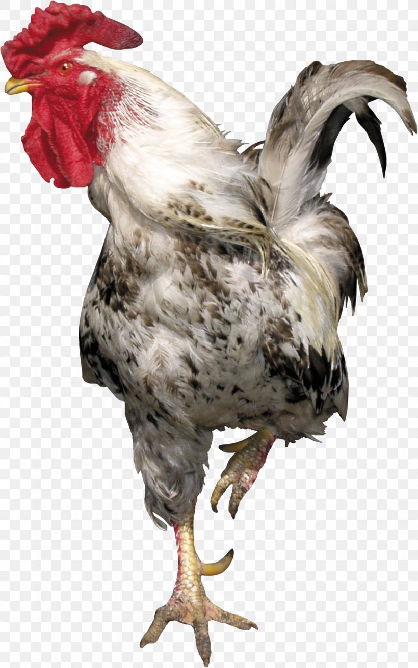 Rooster Chicken Meat Feather Beak, PNG, 1609x2574px, Chicken, Animation, Beak, Bird, Digital Image Download Free