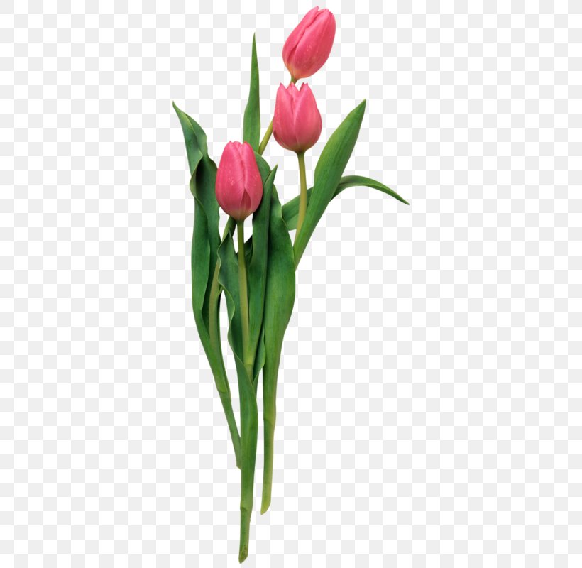 Tulip Photography Flower Clip Art, PNG, 429x800px, Tulip, Bud, Computer Graphics, Cut Flowers, Floral Design Download Free