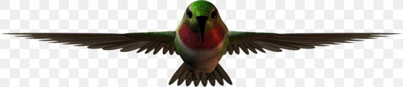 Bird Macaw Feather Vertebrate Beak, PNG, 1600x348px, Bird, Animal, Beak, Carnival, Feather Download Free