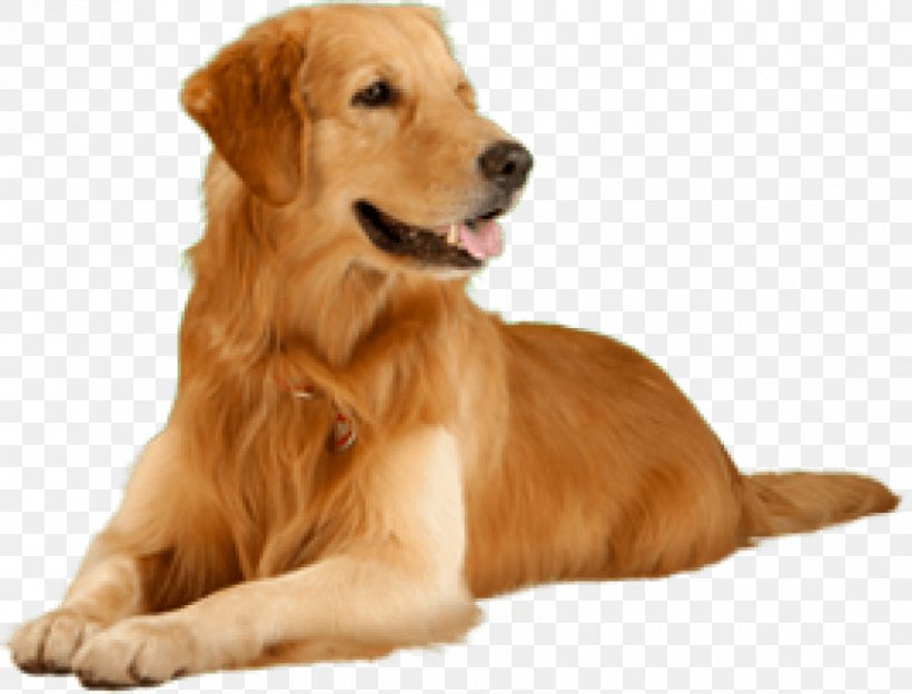 Puppy Golden Retriever Pet Image, PNG, 850x647px, Puppy, Carnivoran, Companion Dog, Dog, Dog Breed Download Free