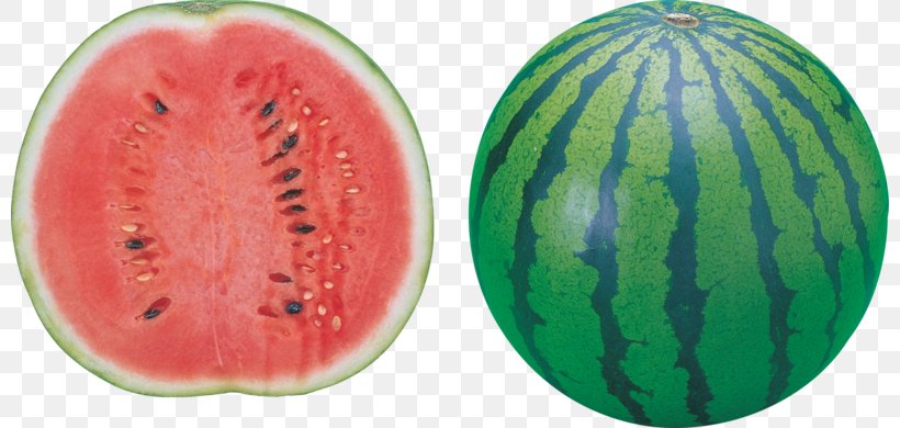 Watermelon Clip Art, PNG, 800x390px, Watermelon, Citrullus, Cucumber Gourd And Melon Family, Cucurbita Pepo, Diet Food Download Free