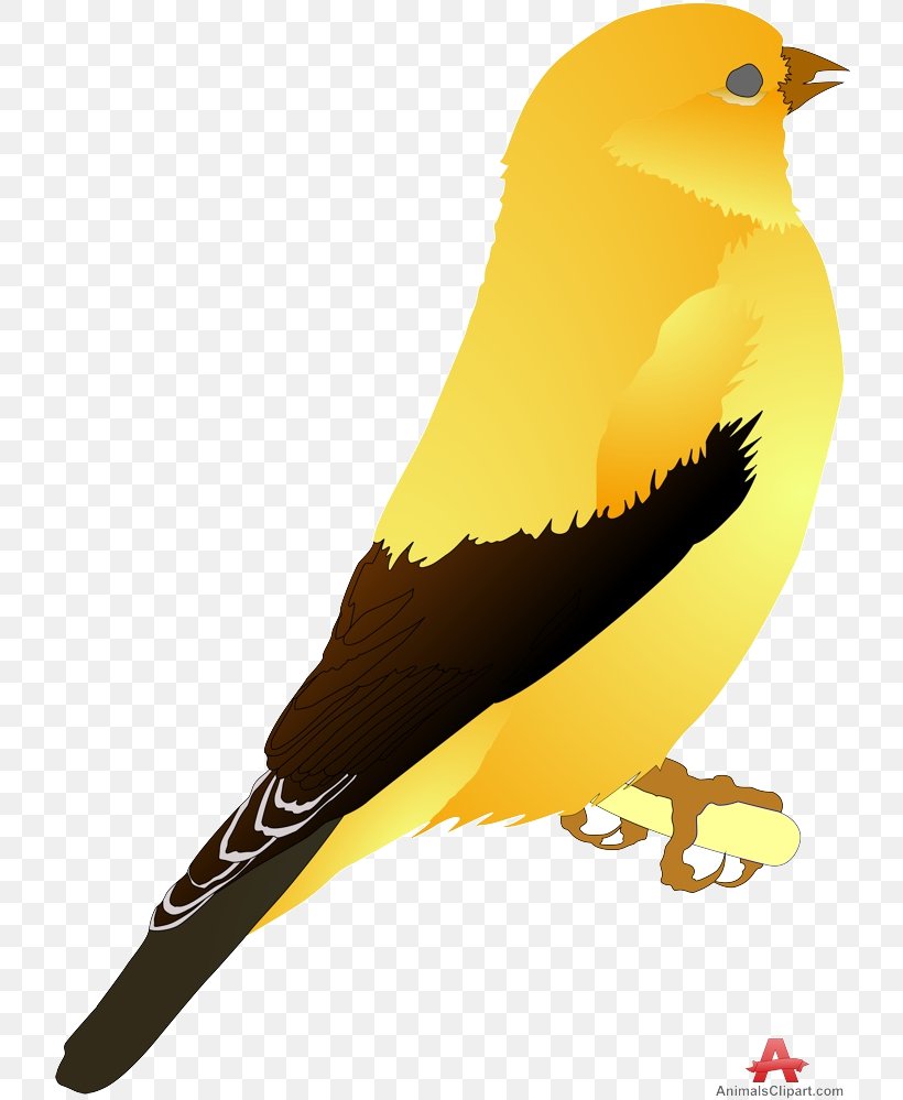 Bird Icon, PNG, 732x999px, Domestic Canary, Atlantic Canary, Beak, Bird, Canary Download Free